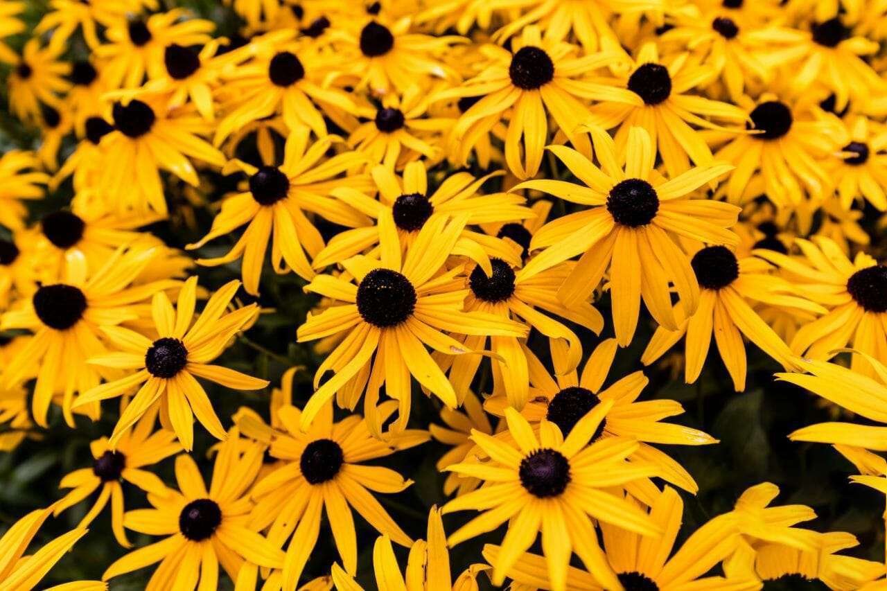 Black Eyed Susan Plant America 3