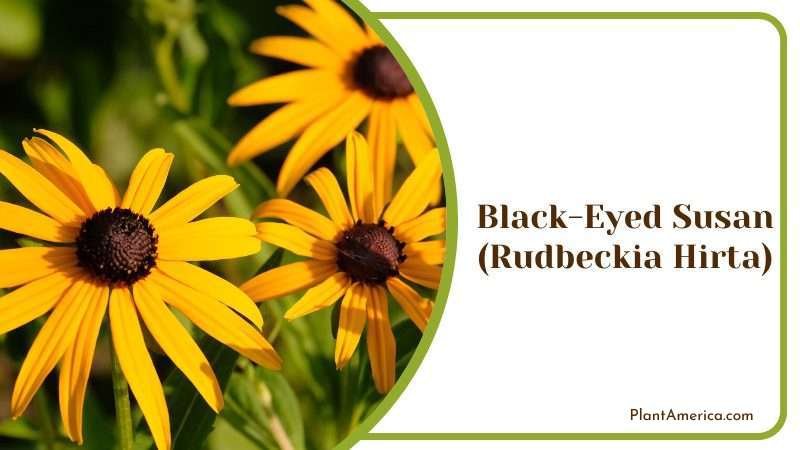 Black Eyed Susan Plant America 4