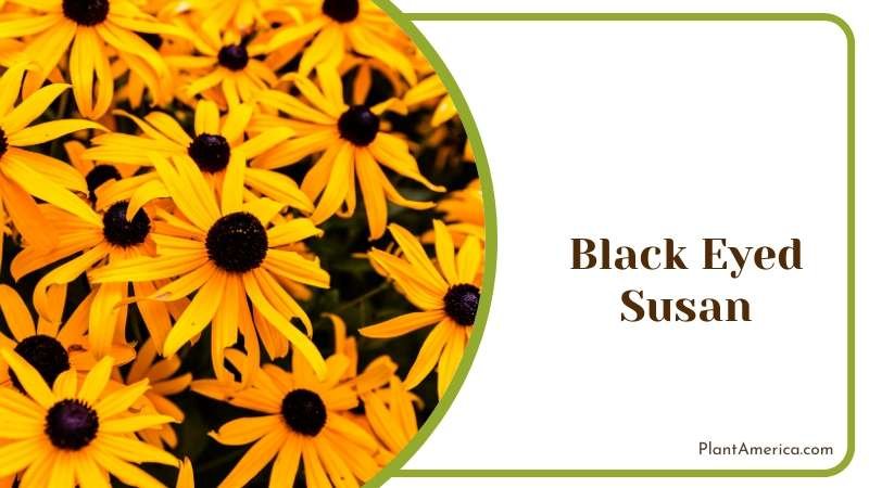 Black Eyed Susan Plant America 5