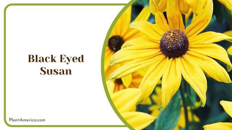 Black Eyed Susan PlantAmerica
