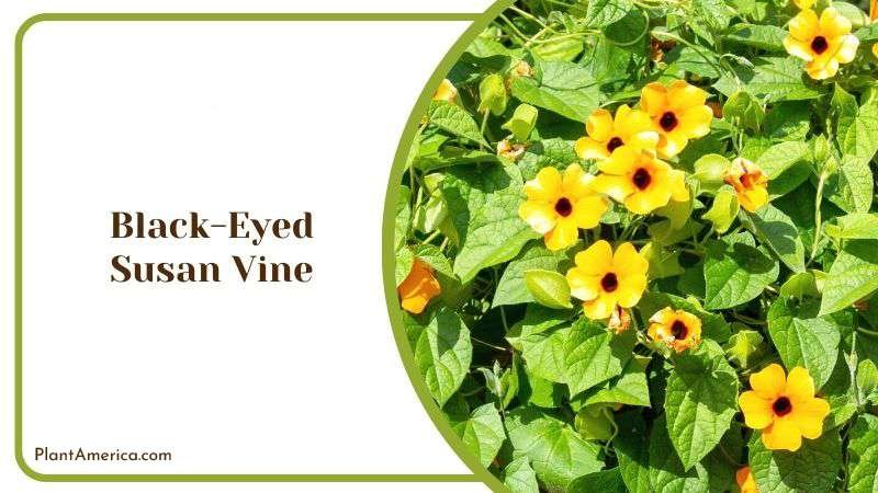Black Eyed Susan Vine Plant America