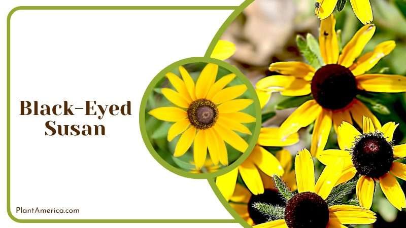 Black Eyed Susan known as Rudbeckia hirta Plant America Black Eyed Susan known as Rudbeckia hirta Plant America