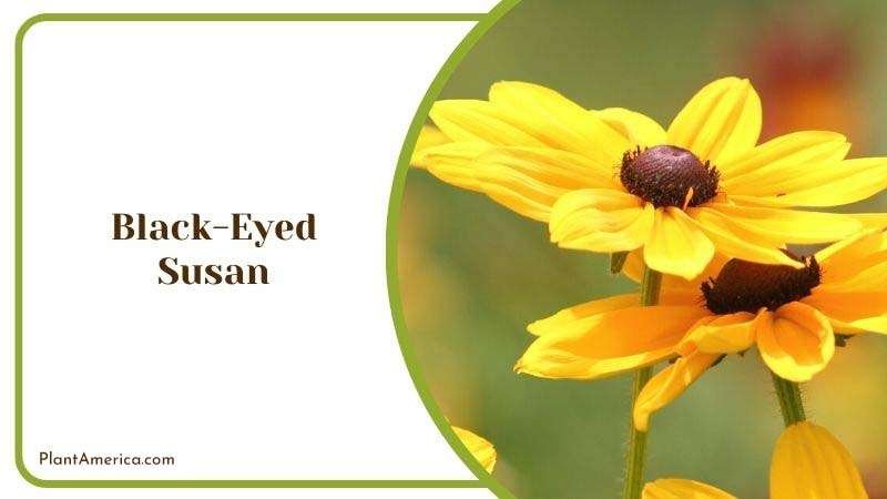 Black Eyed Susan with Lambs Ear