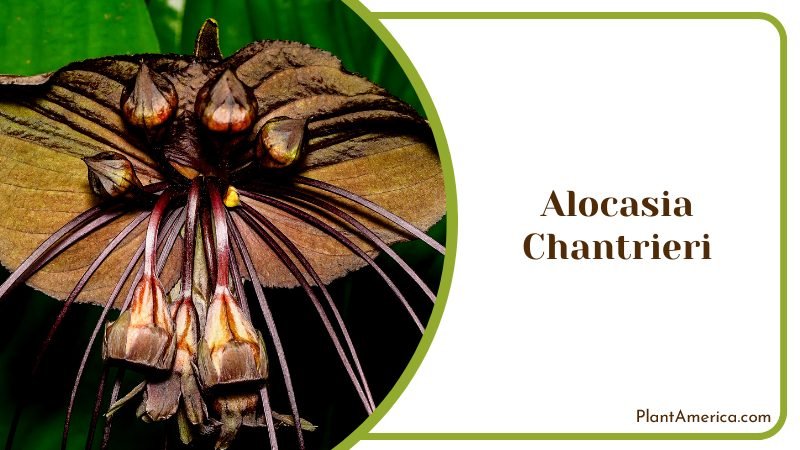 Black Flower of Alocasia Chantrieri ~ PlantAmerica