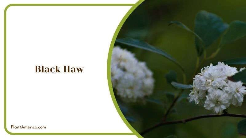 Black Haw Plant America Black Haw Plant America