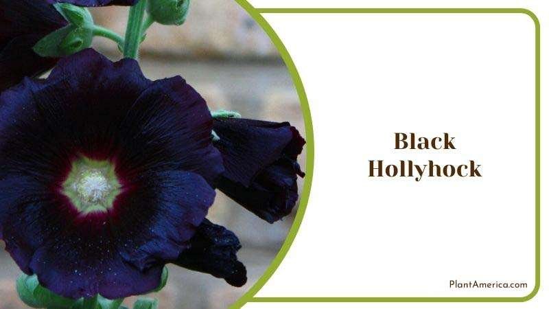 Black Hollyhock Plant America