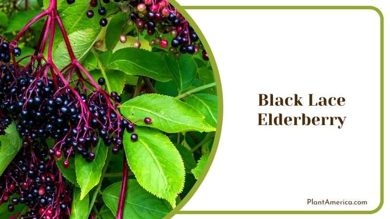 Black Lace Elderberry Dramatic Plant Plant America