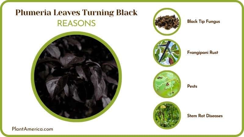 Black Leaves on Plumeria Plant America