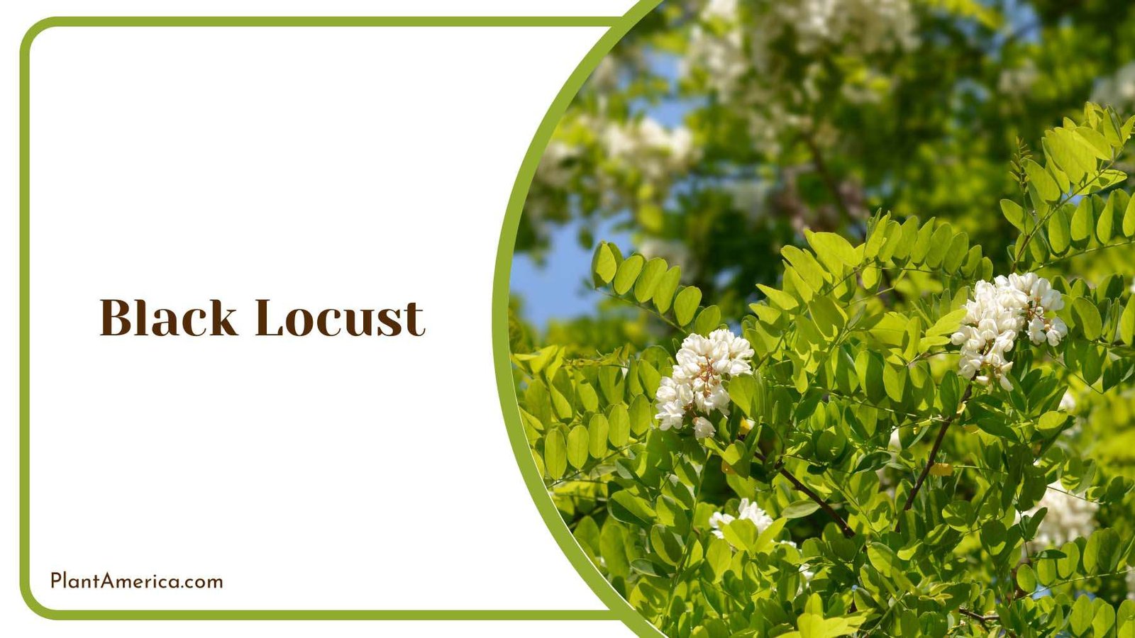 Black Locust Blooms Plant America