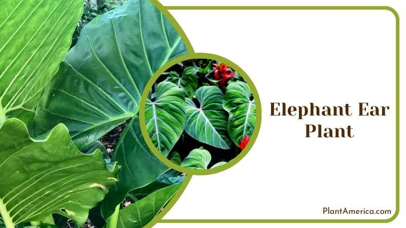 Black Magic Elephant Ear Plant Plant America
