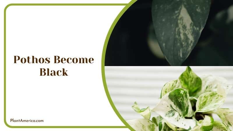 Black Marble Queen Pothos Plant America