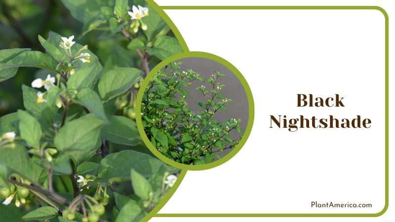 Black Nightshade Herb Plant America Black Nightshade Herb Plant America