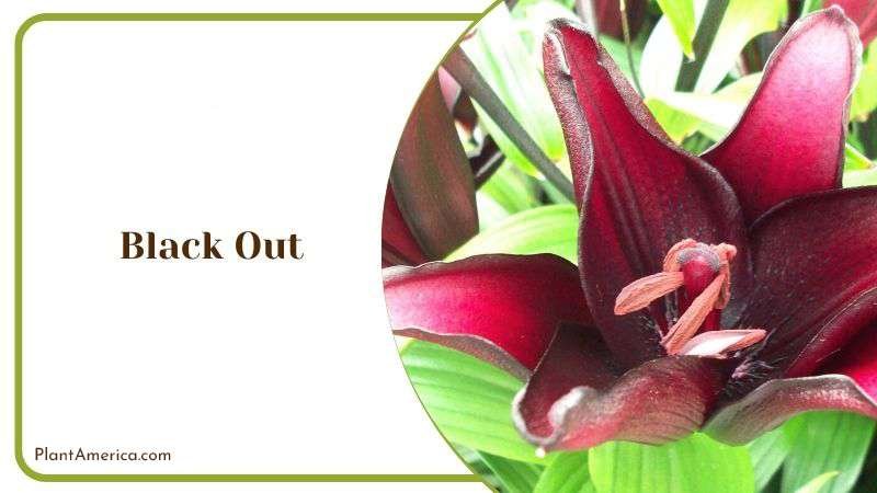 Black Out Plant America