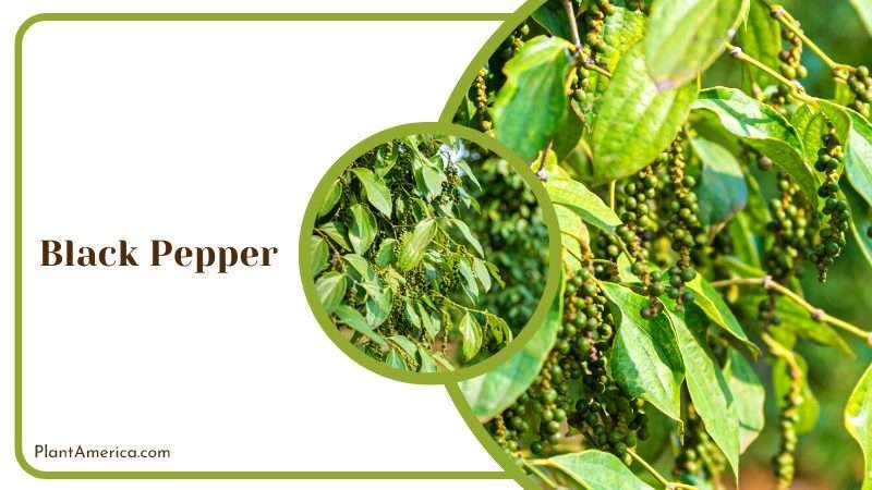 Black Pepper Plants PlantAmerica