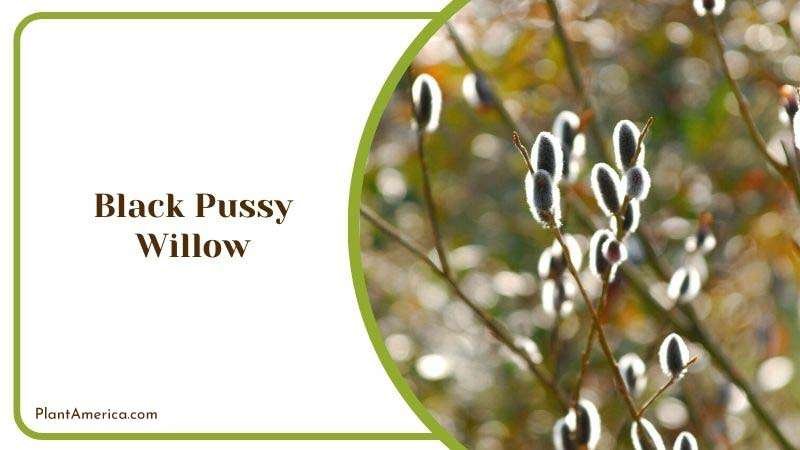 Black Pussy Willow Plant America