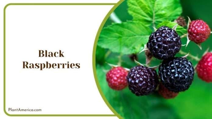 14 Berries That Look Like Blueberries You Never Knew Existed - Plant ...
