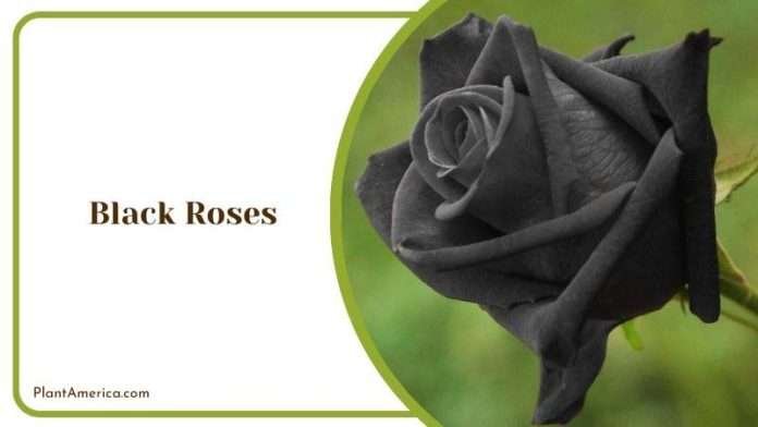 18 Natural Black Flowers that Tickle Even the Darkest Hearts - Plant ...