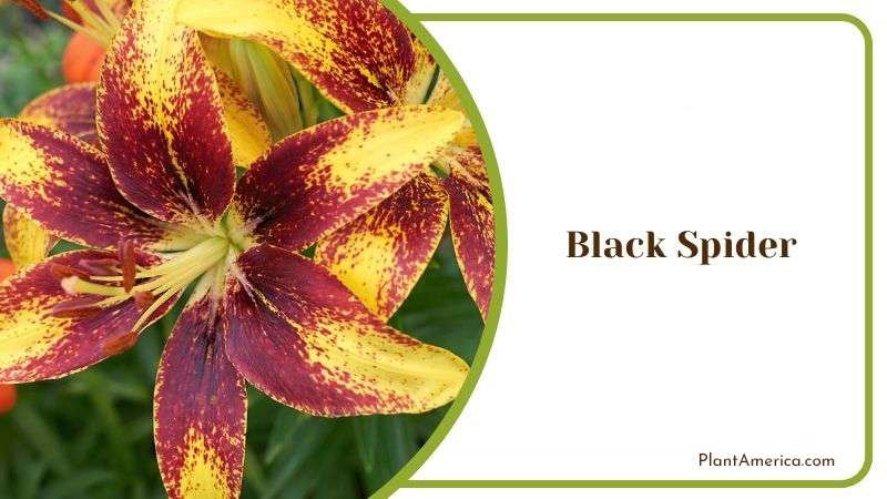 Black Spider Morning Plant America