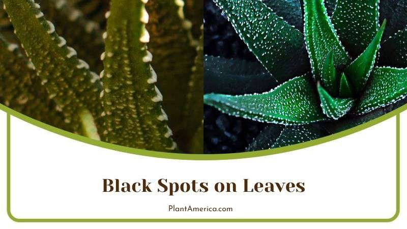 Black Spots on Haworthia Leaves Plant America