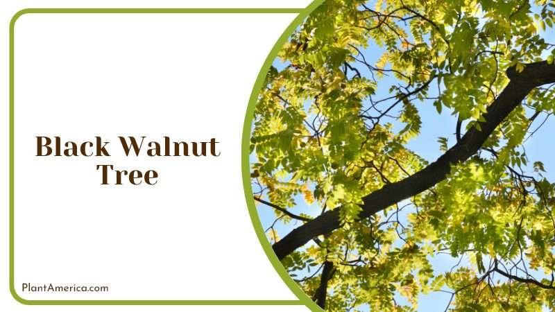 Black Walnut Tree with yellow green leaves PlantAmerica