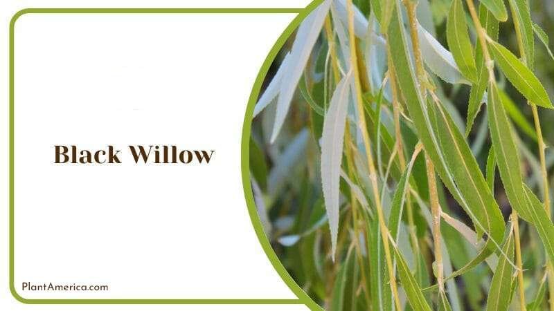 Black Willow PlantAmerica