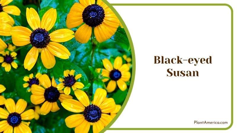 Black eyed Susan Blooms Plant America