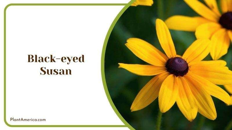 Black eyed Susan Plant America 1 Black eyed Susan Plant America 1