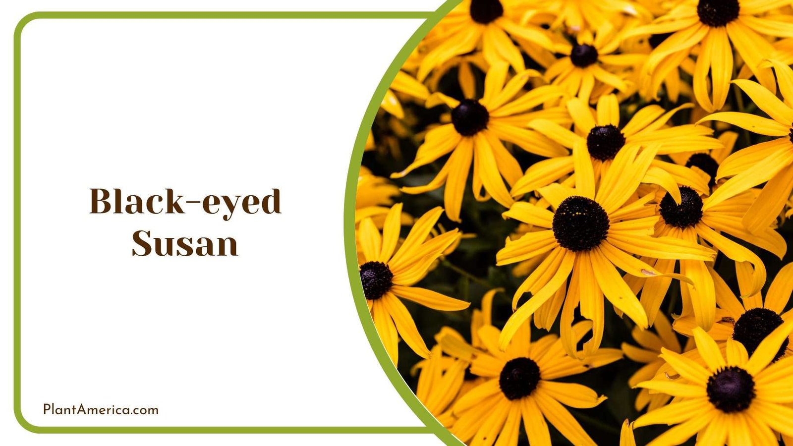 Black eyed Susan Plant America 6 Black eyed Susan Plant America 6