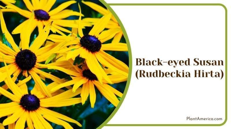 Black eyed Susan Plant America 7