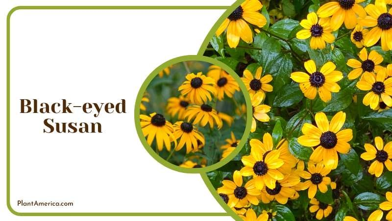 Black eyed Susan withstand harsh conditions Plant America
