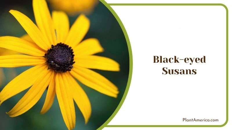 Black eyed Susans Plant America