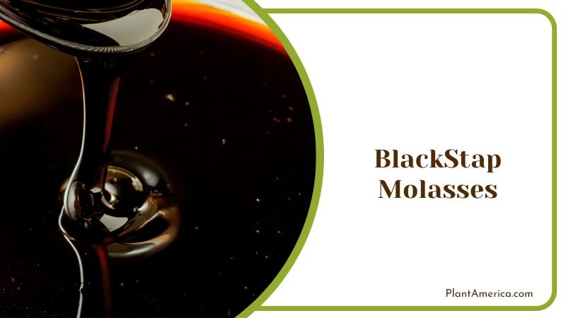 BlackStap Molasses for Plants PlantAmerica BlackStap Molasses for Plants PlantAmerica