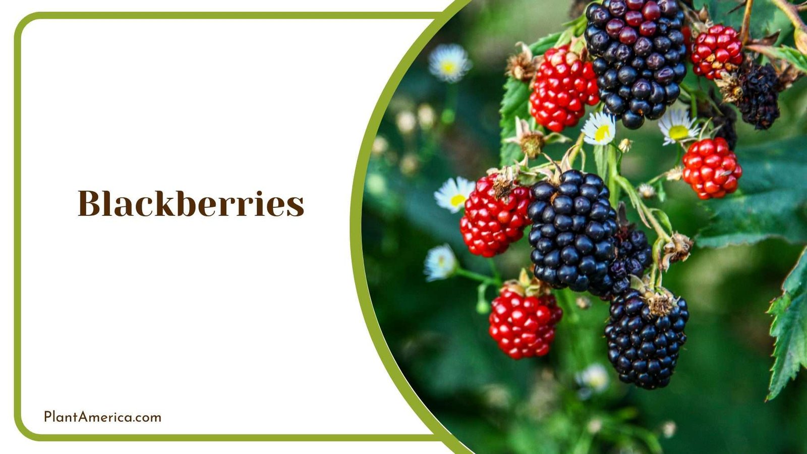Blackberry Fruits Plant America Blackberry Fruits Plant America