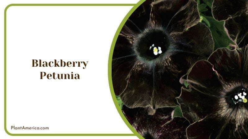 Blackberry Petunia Plant America