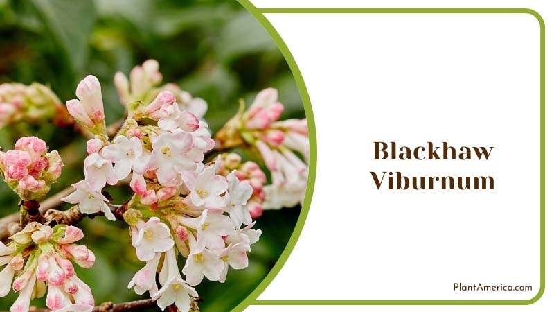 Blackhaw Viburnum