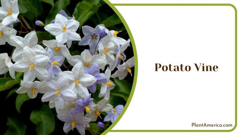 Blackie Sweet Potato Vine Plant America