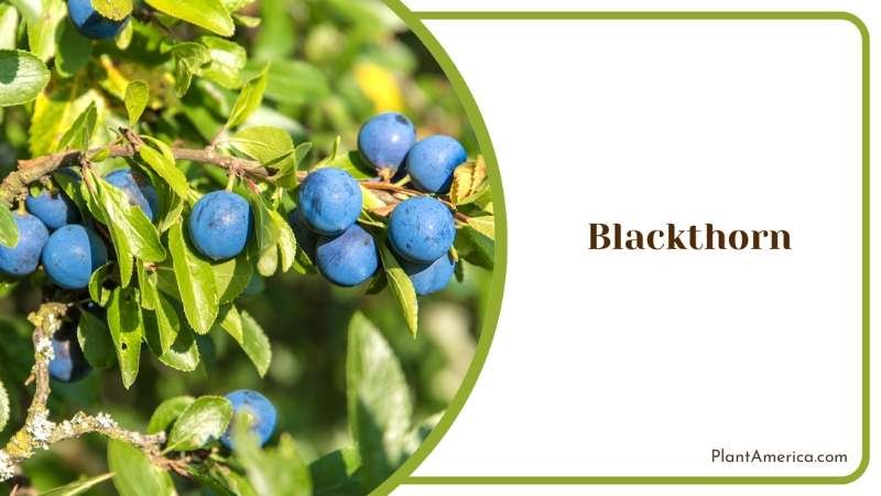 Blackthorn Sunlight Plant America