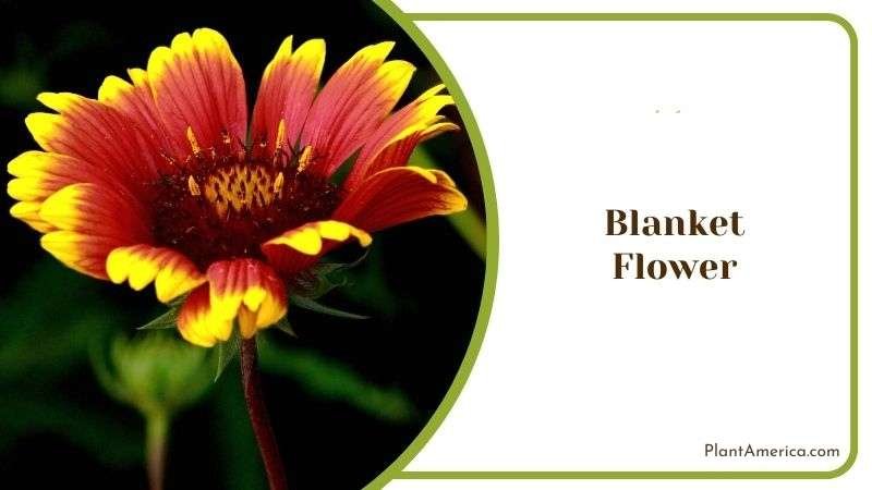 Blanket Flower Plant America 1