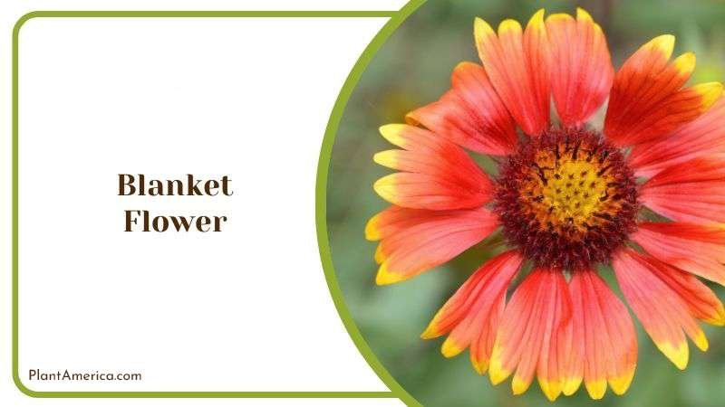 Blanket Flower Plant America