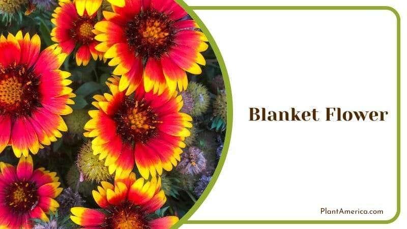 Blanket Flower PlantAmerica