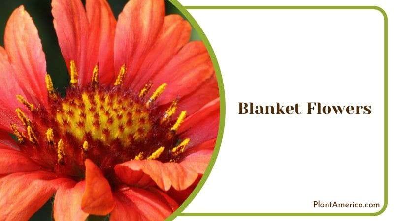Blanket Flowers Plant America