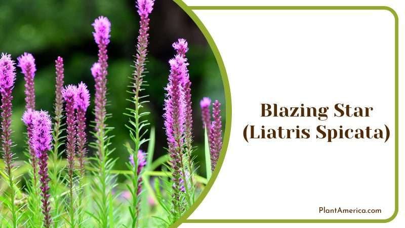 Blazing Star Plant America