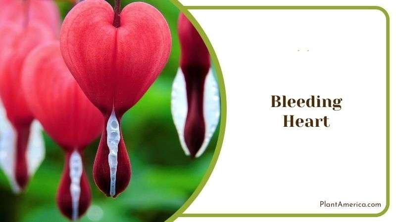 Bleeding Heart Plant America