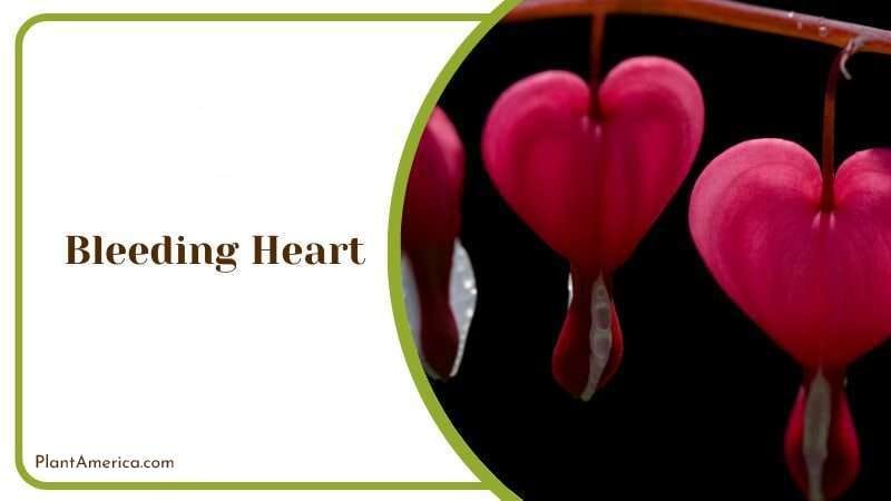 Bleeding Heart PlantAmerica 1
