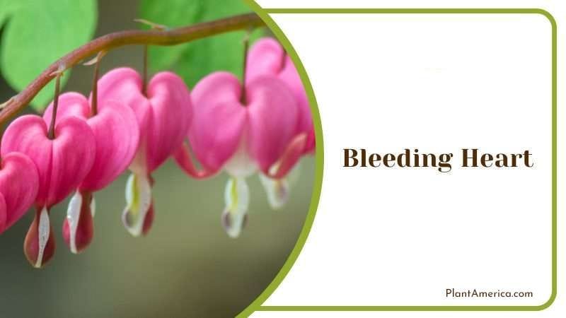 Bleeding Heart PlantAmerica 2 Bleeding Heart PlantAmerica 2
