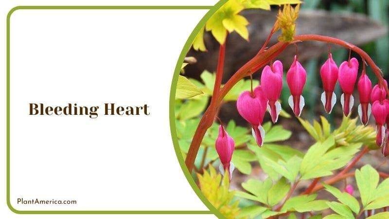 Bleeding Heart PlantAmerica