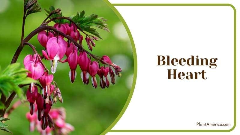 Bleeding Heart contain alkaloids PlantAmerica