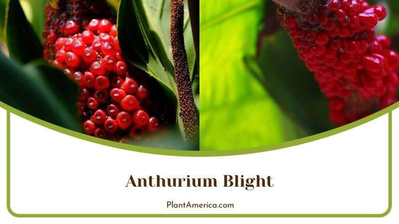 Blight in Anthurium Plowmanii ~ PlantAmerica