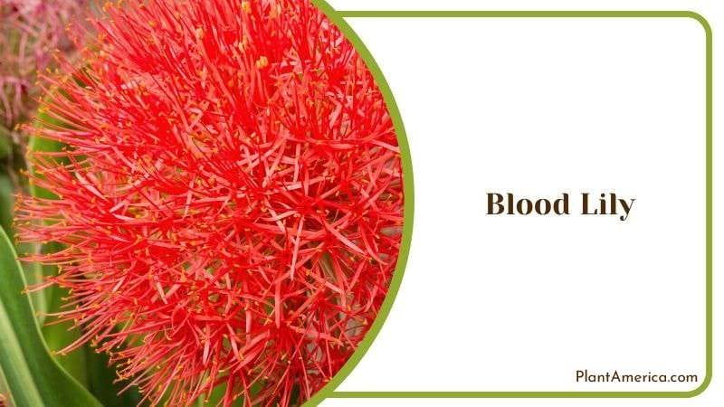 Blood Lily Plant America