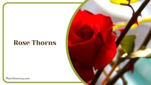 Why Do Roses Have Thorns? Fascinating Gardening Facts - Plant America